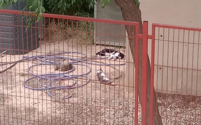 Actualización sobre la presencia de gatos en el CEIP Gloria Fuertes